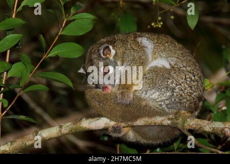 Queue rouge (Pseudochirops archeri) reposant sur une branche la nuit.Malanda, Atherton Tableland, Queensland, Australie Banque D'Images