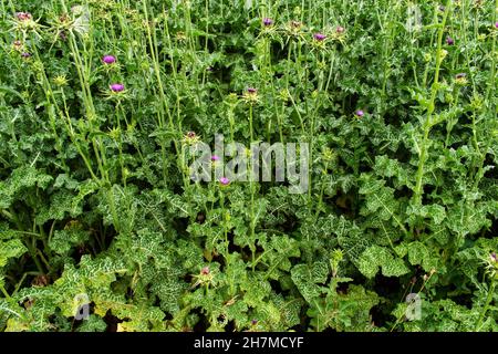 Silybum marianum. La culture de plantes médicinales dans un grand champ. Banque D'Images