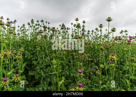 Silybum marianum. Grand champ vert avec fleurs fleuries. Banque D'Images