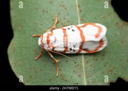 Papillon rouge à rayures, espèce Arctia, Satara, Maharashtra, Inde Banque D'Images