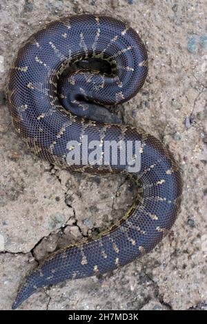 Vue dorsale du boa sable à queue grossière, Gongylophis conicus , Satara, Maharashtra, Inde Banque D'Images