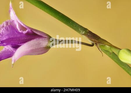 Super vue macro de la lys au chocolat (Arthropodium fimbriatum).Usine australienne. Banque D'Images