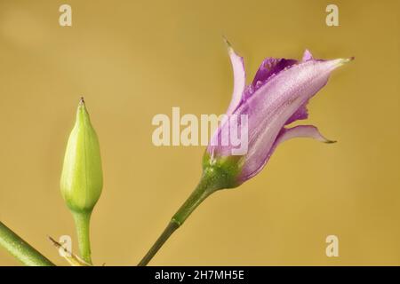 Super vue macro de la lys au chocolat (Arthropodium fimbriatum).Usine australienne. Banque D'Images