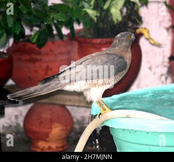 Shikra ou Little Banded Goshawk (Accipiter badius) (Femme) soif étouffante par une chaude journée d'été : pix SShukla Banque D'Images