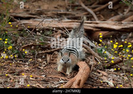 Numbat (Myrmecobius fasciatus), juvénile s'étendant sur le sol de la forêt, recouvert de moquette avec des fleurs en bouton.Les jeunes commencent à explorer la région autour de leur nid Banque D'Images