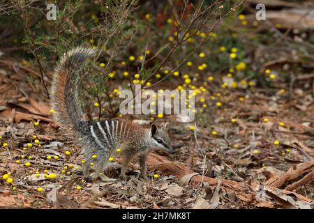 Numbat (Myrmecobius fasciatus), juvénile explorant les environs jusqu'à son nid.Les jeunes commencent à explorer fin août quand ils sont environ sept mois Banque D'Images