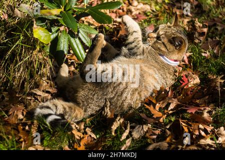 Chat kitten européen ludique jouant à l'extérieur dans un jardin vert au soleil Banque D'Images