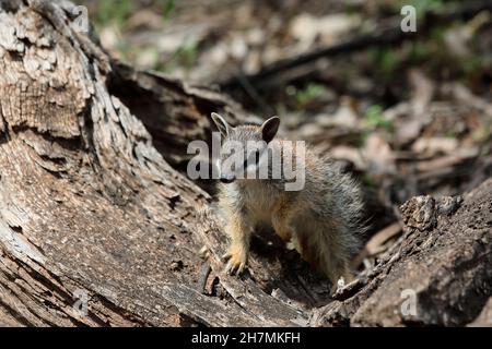 Numbat (Myrmecobius fasciatus), jeune animal grimpant sur le bois tombé comme il explore autour de son terrier.Dryandra Woodland, région de Wheatbelt, Ouest Banque D'Images