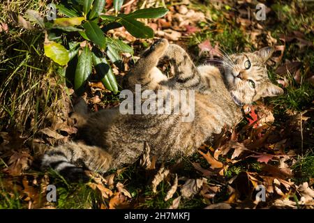 Chat kitten européen ludique jouant à l'extérieur dans un jardin vert au soleil Banque D'Images