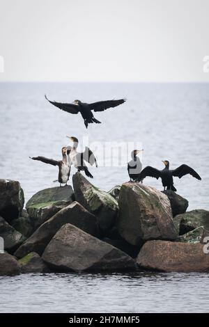 10 novembre 2021, Schleswig-Holstein, Schönberg: Cormorans (Phalacrocorax carbo) assis sur une groyne dans la mer Baltique à la plage de Schönberg.Photo: Christian Charisius/dpa Banque D'Images