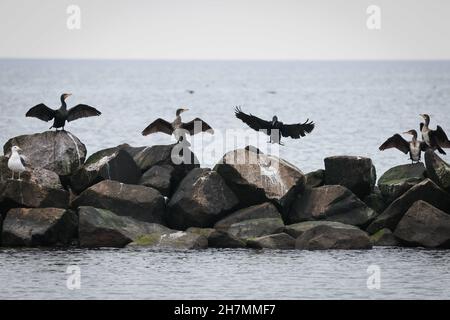 10 novembre 2021, Schleswig-Holstein, Schönberg: Cormorans (Phalacrocorax carbo) assis sur une groyne dans la mer Baltique à la plage de Schönberg.Photo: Christian Charisius/dpa Banque D'Images