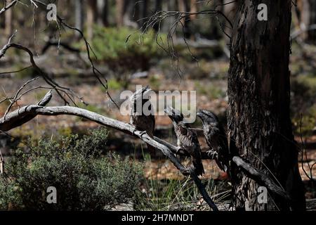 La grenouille tawny du sud (Podargus strigoides brachypterus) est un parent avec deux poussins assis dans une posture imitant la branche.La sous-espèce se trouve Australie-W. Banque D'Images