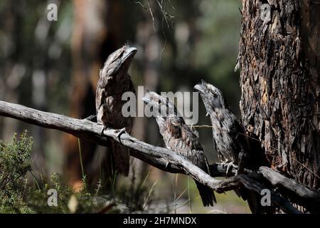 La grenouille tawny du sud (Podargus strigoides brachypterus) est un parent avec deux poussins assis dans une posture imitant la branche.La sous-espèce se trouve Australie-W. Banque D'Images