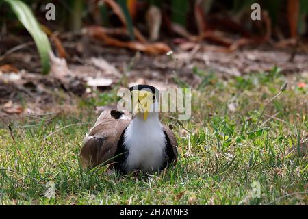 lapwing masqué (Vanellus miles) au sol nichent dans un parc de ville, un site susceptible d'être perturbé mais l'oiseau est un défenseur vigoureux des poussins si Banque D'Images