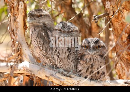 La grenouille tawny du sud (Podargus strigoides brachypterus) est un parent avec deux poussins assis dans une posture imitant la branche.La sous-espèce se trouve Australie-W. Banque D'Images