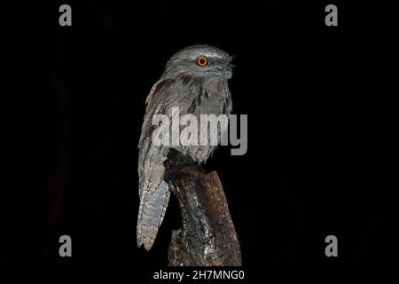 La grenouille tawny du sud (Podargus strigoides brachypterus) sur une souche la nuit.Dryandra Woodland, région de Wheatbelt, Australie occidentale, Australie Banque D'Images