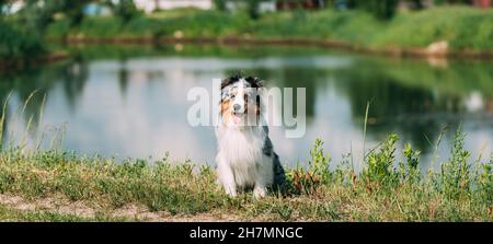 Chien de berger australien rouge et blanc amusant, assis près du lac.Aussie est Une race de chien de taille moyenne qui a été développée sur les ranches dans l'Ouest Banque D'Images