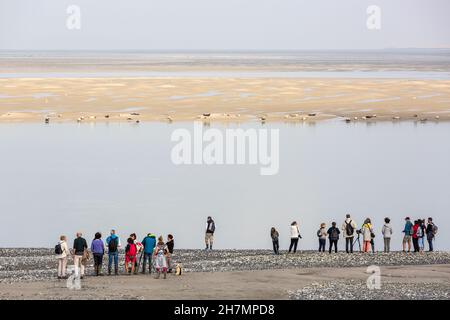 Personnes observant une colonie de phoques à la Pointe du Hourdel.Baie de somme, France Banque D'Images