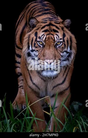 profil d'un tigre marchant dans l'herbe Banque D'Images