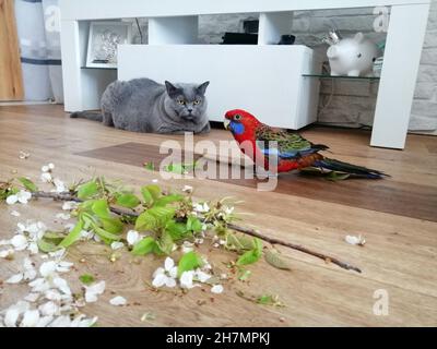 Amitié du chat et du perroquet. Banque D'Images