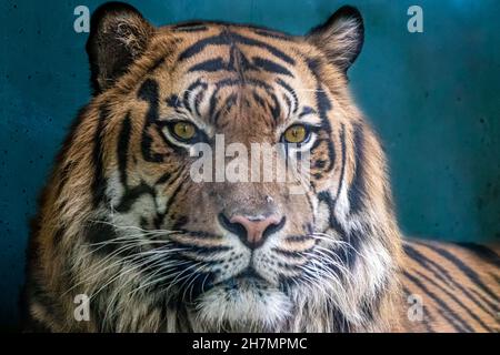 un tigre indien avant un fond bleu Banque D'Images