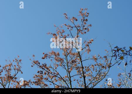 Branches d'un frêne avec des feuilles brunes et des graines contre un ciel bleu.Des grappes de graines séchées brunes sur un arbre dans un parc de la ville.Un jour d'automne ensoleillé.Sélection Banque D'Images