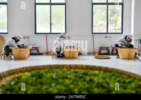 Longli, province chinoise du Guizhou.23 novembre 2021.Les concurrents participent au concours de traitement du thé lors d'un concours de compétences professionnelles dans le comté de Longli, dans la province de Guizhou, dans le sud-ouest de la Chine, le 23 novembre 2021.Credit: Yang Wenbin/Xinhua/Alamy Live News Banque D'Images