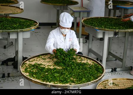 Longli, province chinoise du Guizhou.23 novembre 2021.Un concurrent participe au concours de traitement du thé lors d'un concours de compétences professionnelles dans le comté de Longli, dans la province de Guizhou, dans le sud-ouest de la Chine, le 23 novembre 2021.Credit: Yang Wenbin/Xinhua/Alamy Live News Banque D'Images