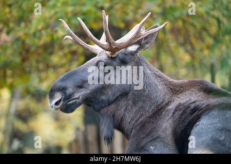 Gelsenkirchen, Allemagne.15 novembre 2021.Moose, Alces Alces, Zoom Erlebniswelt à Gelsenkirchen, 15 novembre 2021 crédit: dpa/Alay Live News Banque D'Images