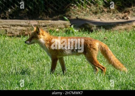 Jeune Hokkaido Fox cub regardant dans la distance Banque D'Images