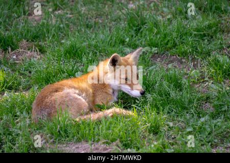 Jeune Hokkaido Fox cub allongé dans une zone de lumière du soleil Banque D'Images