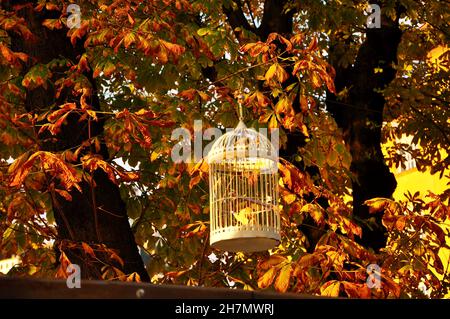 Cage d'oiseau blanc sur un arbre. Ouvrez la cage blanche d'oiseaux sur l'arbre en automne. Banque D'Images