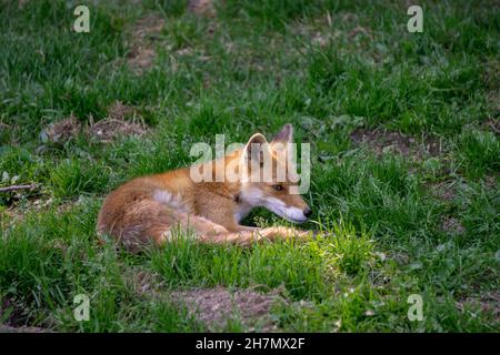 Jeune Hokkaido Fox cub allongé dans une zone de lumière du soleil Banque D'Images