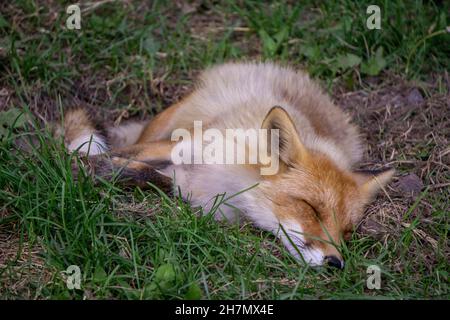 Jeune Hokkaido Fox cub dormir au sol Banque D'Images