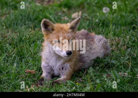 Jeune Hokkaido Fox cub posant pour la caméra! Banque D'Images