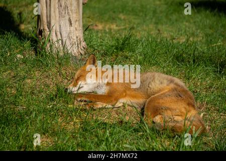 Jeune Hokkaido Fox cub dormir devant un arbre Banque D'Images
