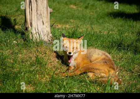 Jeune Hokkaido Fox cub bâillement Banque D'Images