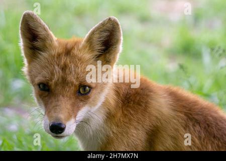 Gros plan de la tête du jeune Hokkaido Fox cub Banque D'Images