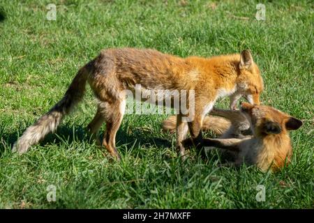 Deux jeunes enfants de Hokkaido Fox jouants dans la lumière chaude du soleil Banque D'Images