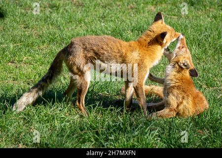 Deux jeunes enfants de Hokkaido Fox jouants dans la lumière chaude du soleil Banque D'Images