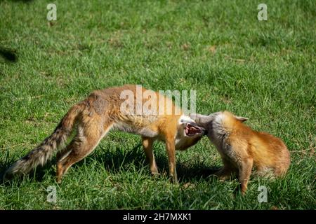 Deux jeunes enfants de Hokkaido Fox jouants dans la lumière chaude du soleil Banque D'Images