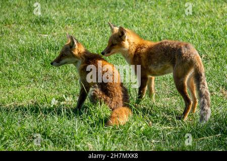Deux jeunes Cubs de renard d'Hokkaido se tiennent de près ensemble en regardant loin dans la distance Banque D'Images
