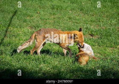 Deux jeunes enfants de Hokkaido Fox jouants dans la lumière chaude du soleil Banque D'Images