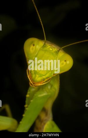 Portrait très rapproché de l'insecte de la mante en prière.Mantis transcaucasienne (Hierodula transcaucasica) Banque D'Images
