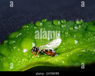 Fourmi mâle noir brun charpentier (Camponotus lignperda), sur feuille verte, goutte d'eau, fond foncé, Baden-Baden,Bade-Wurtemberg, Allemagne Banque D'Images