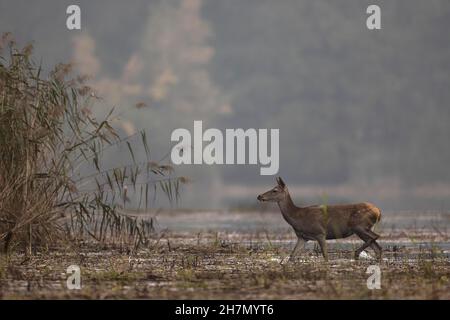 Cerf rouge (Cervus elaphus), une seule doe traversant une zone d'eau peu profonde d'un étang à poissons, Lusatia, Saxe, Allemagne Banque D'Images