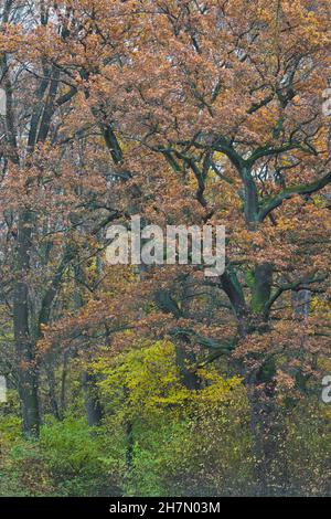 Chêne anglais (Quercus robur) dans le feuillage d'automne, Rhénanie-Palatinat, Allemagne Banque D'Images