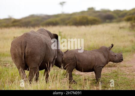 Vache à rhinocéros blanc (Ceratotherium simum) avec veau, Madikwe Game Reserve, Afrique du Sud Banque D'Images