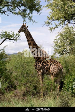 Girafe (Giraffa) sous les arbres, nourrissage, Madikwe Game Reserve, Afrique du Sud Banque D'Images