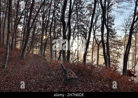 Chemin forestier et banc dans la forêt de hêtres, fin de l'automne, lumière du matin, vallée de la Salzach, haute-Bavière,Bavière, Allemagne Banque D'Images